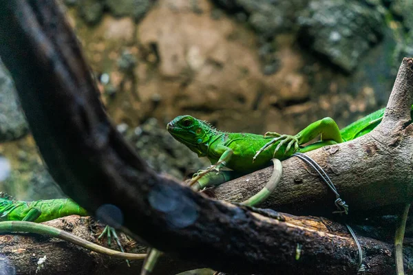 Zelený Leguán Iguana Také Známý Jako Obyčejný Leguán Nebo Americký — Stock fotografie