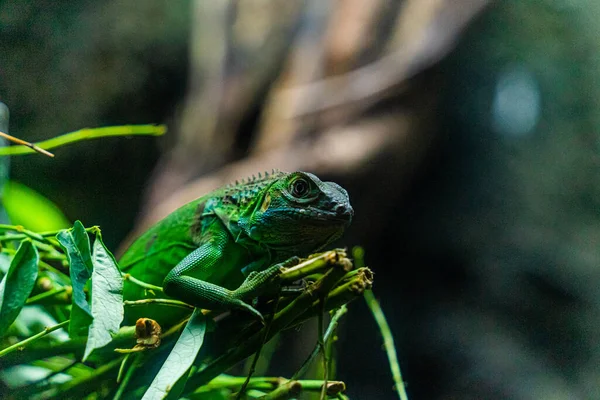 Iguana Verde Iguana Também Conhecida Como Iguana Comum Iguana Americana — Fotografia de Stock