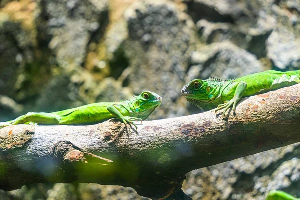 Iguana Verde Iguana Também Conhecida Como Iguana Comum Iguana Americana — Fotografia de Stock