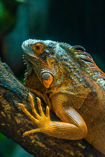 Zielona Iguana Iguana Znana Również Jako Zwyczajna Iguana Lub Amerykańska — Zdjęcie stockowe