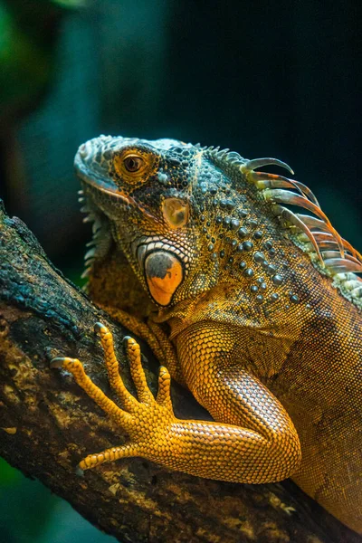 Iguana Verde Iguana Também Conhecida Como Iguana Comum Iguana Americana — Fotografia de Stock