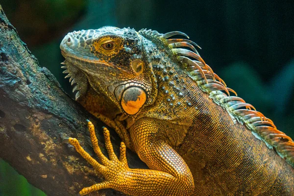 Zielona Iguana Iguana Znana Również Jako Zwyczajna Iguana Lub Amerykańska — Zdjęcie stockowe