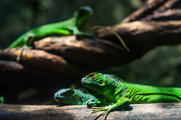 Zielona Iguana Iguana Znana Również Jako Zwyczajna Iguana Lub Amerykańska — Zdjęcie stockowe