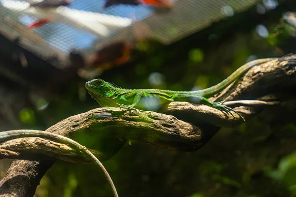 Zelený Leguán Iguana Také Známý Jako Obyčejný Leguán Nebo Americký — Stock fotografie