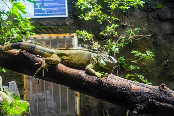 Zelený Leguán Iguana Také Známý Jako Obyčejný Leguán Nebo Americký — Stock fotografie