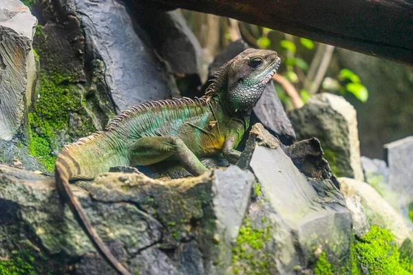 Zelený Leguán Iguana Také Známý Jako Obyčejný Leguán Nebo Americký — Stock fotografie