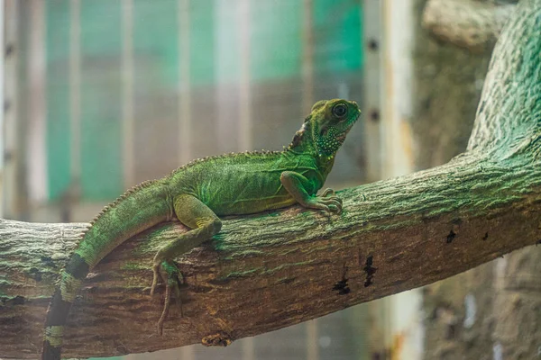 녹색이구 이구아나 이구아나 아메리카 이구아나로도 알려져 도마뱀 가족들이여 새로운 생명을 — 스톡 사진