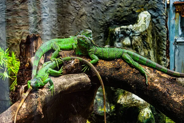 Iguana Verde Iguana Também Conhecida Como Iguana Comum Iguana Americana — Fotografia de Stock