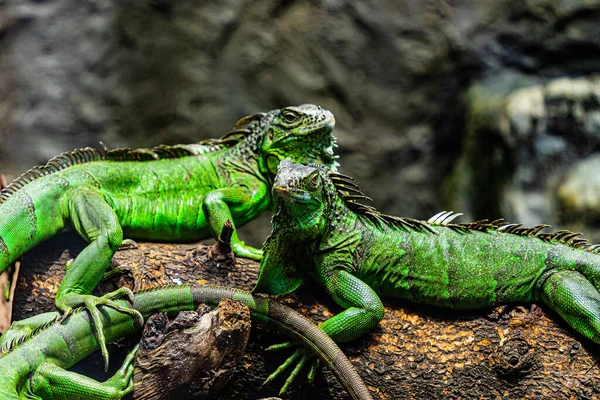 Zelený Leguán Iguana Také Známý Jako Obyčejný Leguán Nebo Americký — Stock fotografie