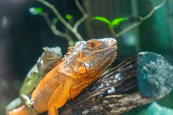 Zielona Iguana Iguana Znana Również Jako Zwyczajna Iguana Lub Amerykańska — Zdjęcie stockowe