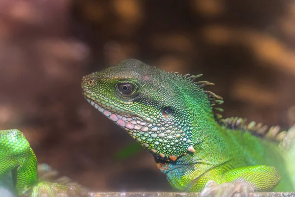 Iguana Verde Iguana Também Conhecida Como Iguana Comum Iguana Americana — Fotografia de Stock