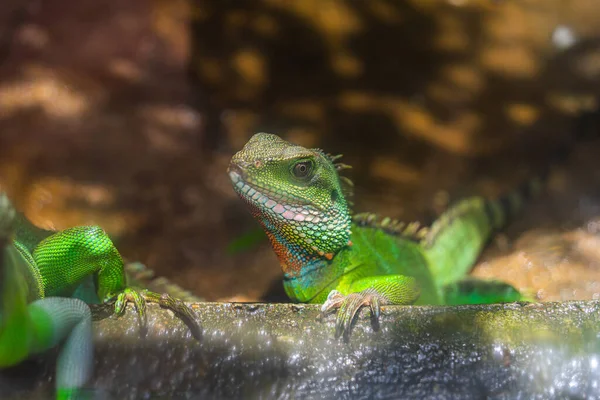 Zielona Iguana Iguana Znana Również Jako Zwyczajna Iguana Lub Amerykańska — Zdjęcie stockowe