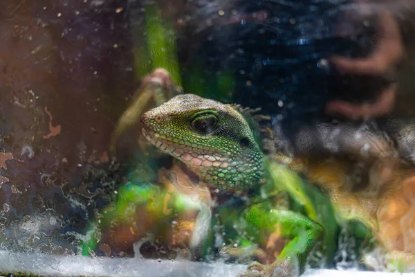 Iguana Verde Iguana Também Conhecida Como Iguana Comum Iguana Americana — Fotografia de Stock