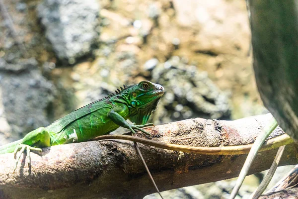 Zelený Leguán Iguana Také Známý Jako Obyčejný Leguán Nebo Americký — Stock fotografie