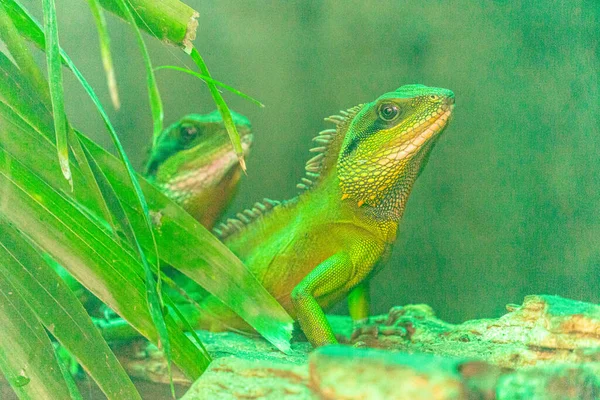 绿鬣蜥 Iguana 也被称为Common Iguana或American Iguana 蜥蜴家庭 看着明亮的眼睛 朝同一个方向看去 就像我们发现新的生命一样 西贡动物园的位置 — 图库照片