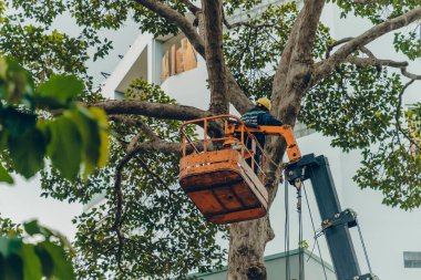 Ho Chi Minh şehri, Vietnam - 6 Ağustos 2020: Saigon, Vietnam 'da çalışan bir grup insan için turna kamyonu yolda, Vietnamlı işçiler yağmur mevsiminde yağmur mevsiminde ağaç dallarını kesmek için buharlı kaldırma üzerinde çalışıyorlar.