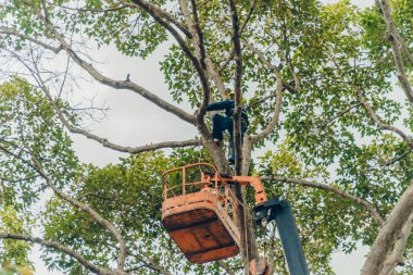 Ho Chi Minh şehri, Vietnam - 6 Ağustos 2020: Saigon, Vietnam 'da çalışan bir grup insan için turna kamyonu yolda, Vietnamlı işçiler yağmur mevsiminde yağmur mevsiminde ağaç dallarını kesmek için buharlı kaldırma üzerinde çalışıyorlar.