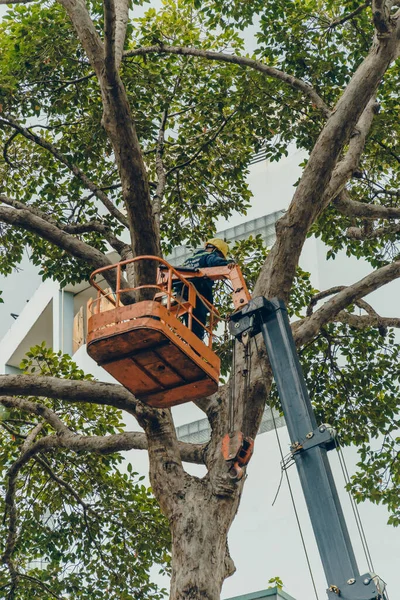 Ho Chi Minh şehri, Vietnam - 6 Ağustos 2020: Saigon, Vietnam 'da çalışan bir grup insan için turna kamyonu yolda, Vietnamlı işçiler yağmur mevsiminde yağmur mevsiminde ağaç dallarını kesmek için buharlı kaldırma üzerinde çalışıyorlar.