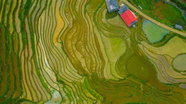 Çeltik pirinç teraslarının havadan görünüşü, kırsal veya pirinç tarlalarının yeşil tarlaları. Bulutlardaki dağ manzarası Sapa, Lao Cai Eyaleti, Vietnam, Asya