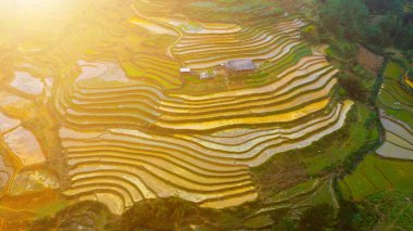 Çeltik pirinç teraslarının havadan görünüşü, kırsal veya pirinç tarlalarının yeşil tarlaları. Bulutlardaki dağ manzarası Sapa, Lao Cai Eyaleti, Vietnam, Asya