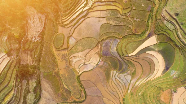 Aerial Top View Paddy Rice Terraces Green Agricultural Fields Countryside — Stock Photo, Image