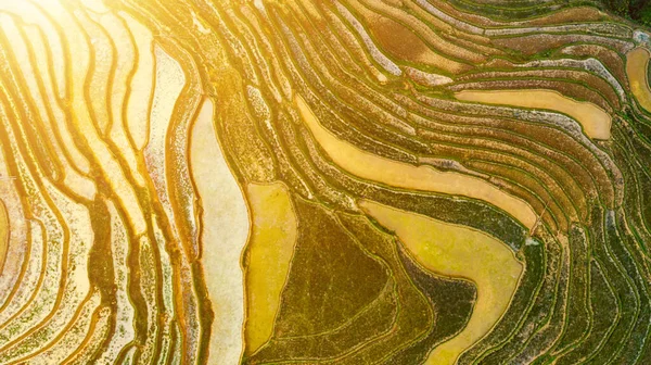 Αεροφωτογραφία Κορυφή Του Ορυζώνα Βεράντες Πράσινα Αγροκτήματα Στην Ύπαιθρο Ρύζι — Φωτογραφία Αρχείου