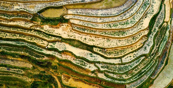 Aerial Top View Paddy Rice Terraces Green Agricultural Fields Countryside — Stock Photo, Image