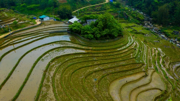 Vista Aérea Superior Terraços Arroz Paddy Campos Agrícolas Verdes Campo — Fotografia de Stock