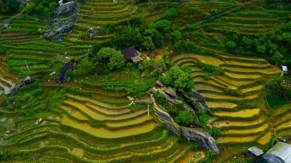 Flygfoto Ovanifrån Paddyris Terrasser Gröna Jordbruksfält Landsbygden Eller Risfält Terrasser — Stockfoto