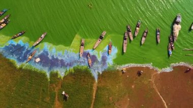 Ben Nom balıkçı köyünün hava manzarası, Tri An Gölü 'ndeki yeşil alg mevsiminin parlak, taze, yeşil bir görüntüsü, pek çok geleneksel balıkçı teknesi demirli. Dong Nai, Vietnam 'da bir yer