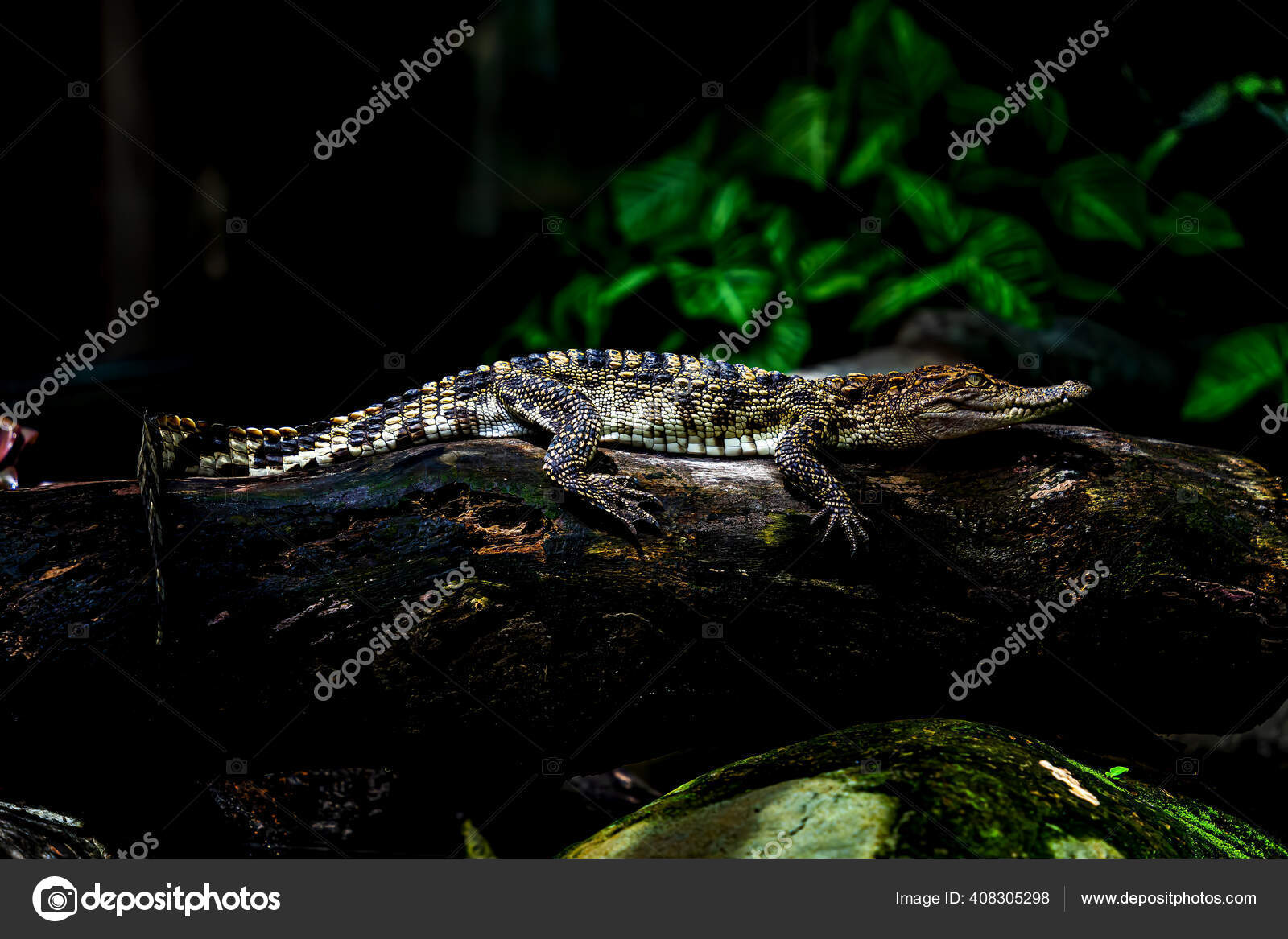 Petits Crocodiles Images Libres De Droit Photos De Petits Crocodiles Depositphotos Petits Crocodiles Images Libres De Droit Photos De Petits Crocodiles Depositphotos
