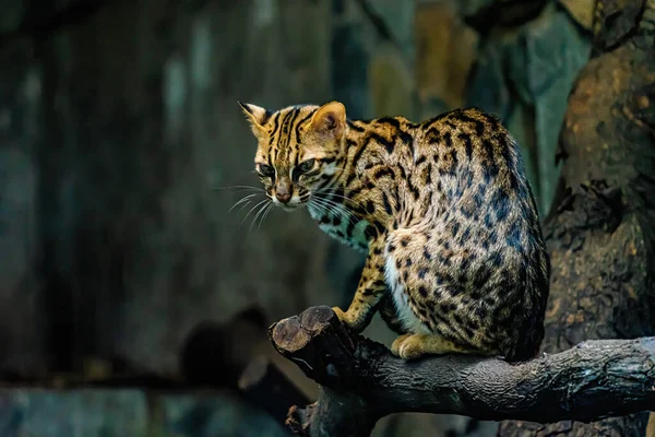 Gato Leopardo Cerca Del Árbol Vietnam Enfoque Selectivo Concepto Vida —  Fotos de Stock