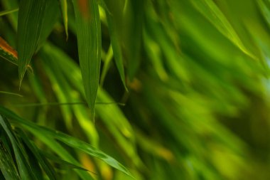 Tropikal yeşil bambu yapraklarının seçici odak noktası güneşli doğal bambu dalları üzerine kuruludur. Sabahları çok güzel. Pozitif ve sağlıklı enerji kavramı