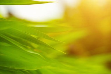 Tropikal yeşil bambu yapraklarının seçici odak noktası güneşli doğal bambu dalları üzerine kuruludur. Sabahları çok güzel. Pozitif ve sağlıklı enerji kavramı