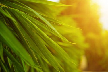 Tropikal yeşil bambu yapraklarının seçici odak noktası güneşli doğal bambu dalları üzerine kuruludur. Sabahları çok güzel. Pozitif ve sağlıklı enerji kavramı