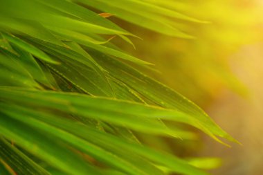 Tropikal yeşil bambu yapraklarının seçici odak noktası güneşli doğal bambu dalları üzerine kuruludur. Sabahları çok güzel. Pozitif ve sağlıklı enerji kavramı