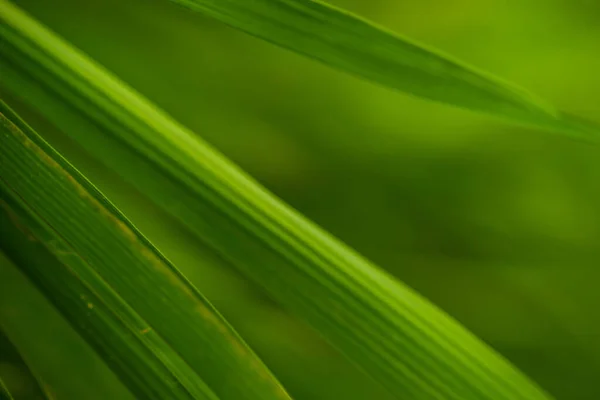 Selective Focus Tropical Green Bamboo Leaves Background Natural Bamboo Branch — Stock Photo, Image