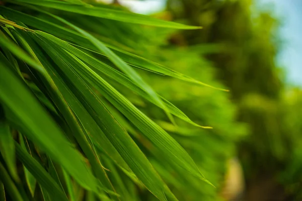 Foco Seletivo Fundo Folhas Bambu Verde Tropical Ramo Bambu Natural — Fotografia de Stock