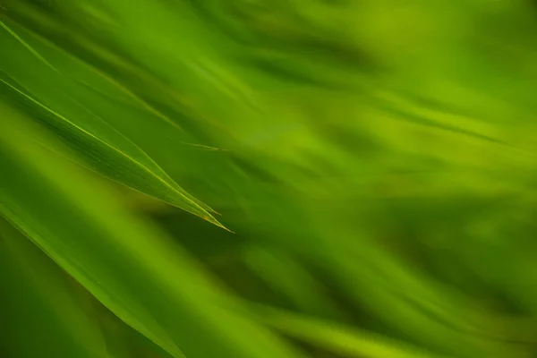 Selective Focus Tropical Green Bamboo Leaves Background Natural Bamboo Branch — Stock Photo, Image