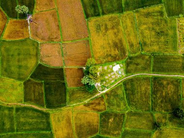 Vietnam 'ın Tay Ninh bölgesinden ikiz palmiye ağaçlarının ve güzel dağları olan pirinç tarlalarının havadan görünüşü. Seyahat ve doğa kavramı