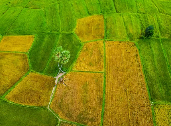 Widok Lotu Ptaka Bliźniaków Prowincji Tay Ninh Wietnamu Pola Ryżu — Zdjęcie stockowe