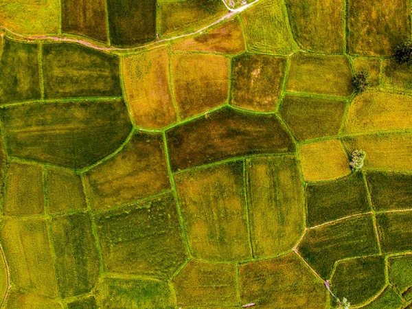 Вигляд Повітря Близнюків Пальми Провінції Тай Нінь Єтнамі Рисове Поле — стокове фото