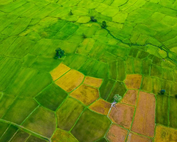 Aerial View Twins Palm Tree Tay Ninh Province Vietnam Country — Stock Photo, Image