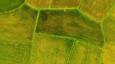 Vietnam 'ın Tay Ninh bölgesinden ikiz palmiye ağaçlarının ve güzel dağları olan pirinç tarlalarının havadan görünüşü. Seyahat ve doğa kavramı