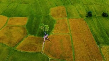 Vietnam 'ın Tay Ninh bölgesinden ikiz palmiye ağaçlarının ve güzel dağları olan pirinç tarlalarının havadan görünüşü. Seyahat ve doğa kavramı