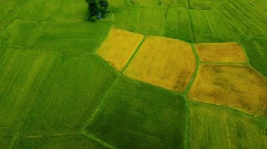 Vietnam 'ın Tay Ninh bölgesinden ikiz palmiye ağaçlarının ve güzel dağları olan pirinç tarlalarının havadan görünüşü. Seyahat ve doğa kavramı