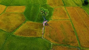 Vietnam 'ın Tay Ninh bölgesinden ikiz palmiye ağaçlarının ve güzel dağları olan pirinç tarlalarının havadan görünüşü. Seyahat ve doğa kavramı