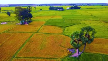 Vietnam 'ın Tay Ninh bölgesinden ikiz palmiye ağaçlarının ve güzel dağları olan pirinç tarlalarının havadan görünüşü. Seyahat ve doğa kavramı