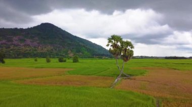 Vietnam 'ın Tay Ninh bölgesinden ikiz palmiye ağaçlarının ve güzel dağları olan pirinç tarlalarının havadan görünüşü. Seyahat ve doğa kavramı