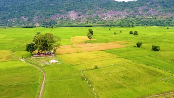 Vista Aerea Due Gemelli Palma Tay Ninh Provincia Del Vietnam — Video Stock